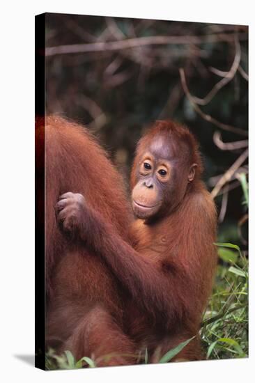 Orangutans-DLILLC-Stretched Canvas