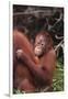 Orangutans-DLILLC-Framed Premium Photographic Print