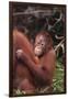 Orangutans-DLILLC-Framed Premium Photographic Print