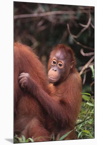 Orangutans-DLILLC-Mounted Premium Photographic Print