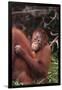 Orangutans-DLILLC-Framed Premium Photographic Print
