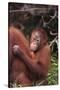 Orangutans-DLILLC-Stretched Canvas