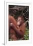 Orangutans-DLILLC-Framed Photographic Print