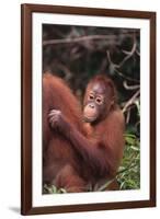 Orangutans-DLILLC-Framed Photographic Print