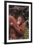 Orangutans-DLILLC-Framed Photographic Print