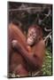 Orangutans-DLILLC-Mounted Photographic Print