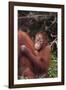 Orangutans-DLILLC-Framed Photographic Print
