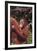 Orangutans-DLILLC-Framed Photographic Print