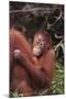 Orangutans-DLILLC-Mounted Photographic Print