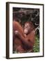 Orangutans-DLILLC-Framed Photographic Print