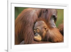 Orangutans-null-Framed Photographic Print