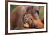 Orangutans-null-Framed Photographic Print