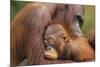 Orangutans-null-Mounted Photographic Print