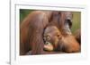 Orangutans-null-Framed Photographic Print