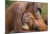 Orangutans-null-Mounted Photographic Print