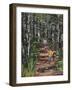 Oranjezon Forest, the Netherlands-Kirstie Adamson-Framed Giclee Print