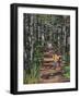 Oranjezon Forest, the Netherlands-Kirstie Adamson-Framed Giclee Print