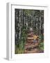 Oranjezon Forest, the Netherlands-Kirstie Adamson-Framed Giclee Print