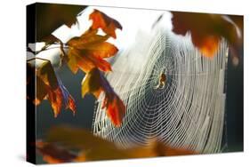 Orb Spider on its Web-Craig Tuttle-Stretched Canvas