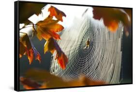 Orb Spider on its Web-Craig Tuttle-Framed Stretched Canvas