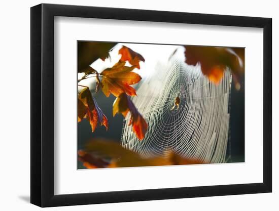 Orb Spider on its Web-Craig Tuttle-Framed Premium Photographic Print