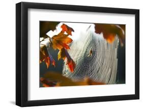 Orb Spider on its Web-Craig Tuttle-Framed Premium Photographic Print