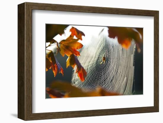 Orb Spider on its Web-Craig Tuttle-Framed Photographic Print
