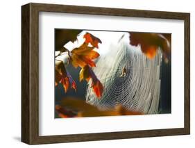 Orb Spider on its Web-Craig Tuttle-Framed Photographic Print