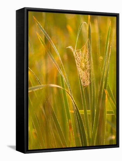 Orb Spider Web Covered in Dew, Huntley Meadows, Fairfax, Virginia, USA-Corey Hilz-Framed Stretched Canvas