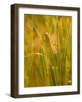 Orb Spider Web Covered in Dew, Huntley Meadows, Fairfax, Virginia, USA-Corey Hilz-Framed Photographic Print