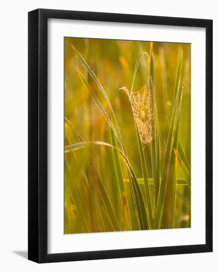 Orb Spider Web Covered in Dew, Huntley Meadows, Fairfax, Virginia, USA-Corey Hilz-Framed Photographic Print