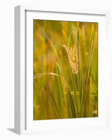 Orb Spider Web Covered in Dew, Huntley Meadows, Fairfax, Virginia, USA-Corey Hilz-Framed Photographic Print