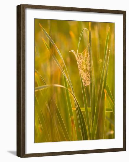 Orb Spider Web Covered in Dew, Huntley Meadows, Fairfax, Virginia, USA-Corey Hilz-Framed Photographic Print