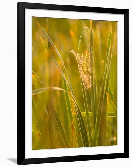 Orb Spider Web Covered in Dew, Huntley Meadows, Fairfax, Virginia, USA-Corey Hilz-Framed Photographic Print