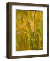 Orb Spider Web Covered in Dew, Huntley Meadows, Fairfax, Virginia, USA-Corey Hilz-Framed Photographic Print