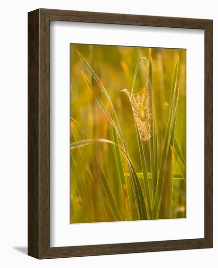 Orb Spider Web Covered in Dew, Huntley Meadows, Fairfax, Virginia, USA-Corey Hilz-Framed Photographic Print