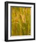 Orb Spider Web Covered in Dew, Huntley Meadows, Fairfax, Virginia, USA-Corey Hilz-Framed Photographic Print