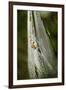 Orb Weaver - Arachnids-Gary Carter-Framed Premium Photographic Print