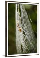 Orb Weaver - Arachnids-Gary Carter-Framed Premium Photographic Print