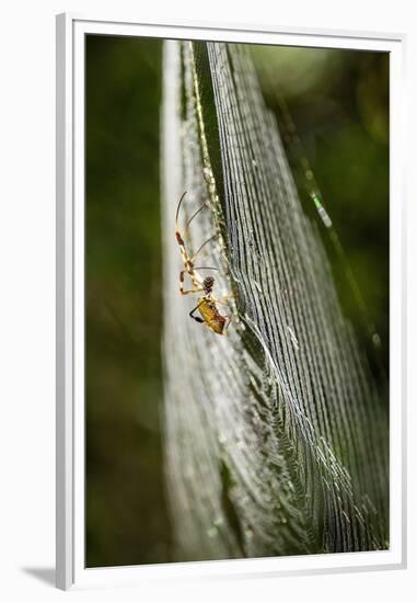 Orb Weaver - Arachnids-Gary Carter-Framed Premium Photographic Print