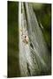 Orb Weaver - Arachnids-Gary Carter-Mounted Premium Photographic Print