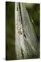 Orb Weaver - Arachnids-Gary Carter-Stretched Canvas