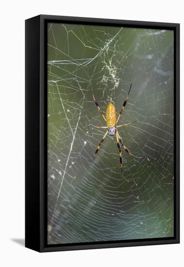 Orb Weaver - Arachnids-Gary Carter-Framed Stretched Canvas