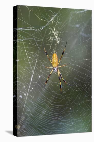 Orb Weaver - Arachnids-Gary Carter-Stretched Canvas