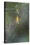 Orb Weaver - Arachnids-Gary Carter-Stretched Canvas