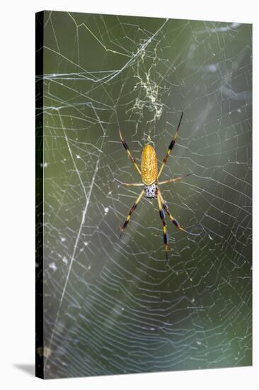 Orb Weaver - Arachnids-Gary Carter-Stretched Canvas