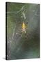 Orb Weaver - Arachnids-Gary Carter-Stretched Canvas