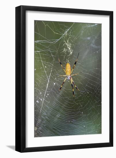 Orb Weaver - Arachnids-Gary Carter-Framed Premium Photographic Print