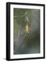 Orb Weaver - Arachnids-Gary Carter-Framed Premium Photographic Print