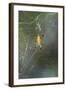 Orb Weaver - Arachnids-Gary Carter-Framed Photographic Print